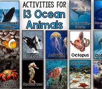 Image result for Animales Ocean