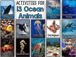 Image result for Ocean Mammals Animals