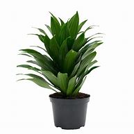 Image result for Dracaena Solid Green Leaves