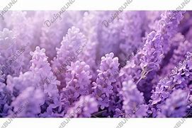 Image result for Calm Purple Background