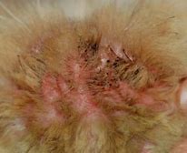 Image result for Skin Infection From Cat