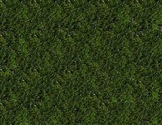 Image result for Zorro Zoysia