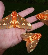 Image result for Moth Whole