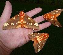 Image result for Moth Whole