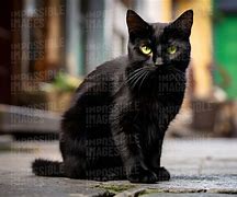 Image result for Green and Black Cat