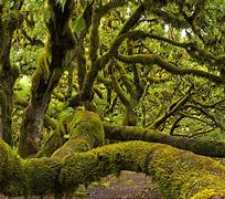 Image result for Ancient Old Moss-Covered City