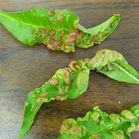 Image result for Identify Tree Disease Leaf Peach