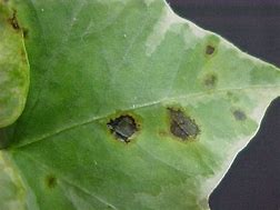 Image result for Bacterial Leaf Spot