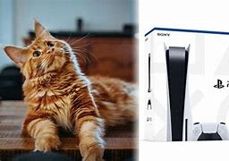 Image result for Cat and PS5 Box