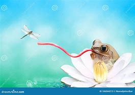 Image result for Tree Frog Catching a Fly