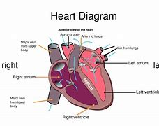 Image result for Label of the Circulatory System