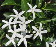 Image result for Jasmine Cordelia Of