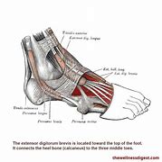 Image result for Extensor Digitorum Tendons Foot MTI