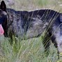 Image result for Dire Wolf Extinct