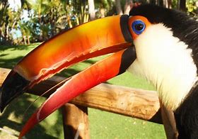 Image result for Toucan Tongue