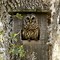 Image result for barred owl nest box camera