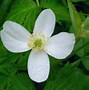 Image result for Angiosperms 1 Seed Leaf