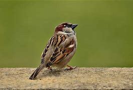 Image result for Male House Sparrow Bird