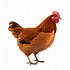 Image result for Chicken Joy Design PNG