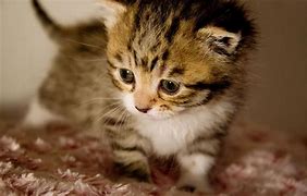 Image result for Baby Cat Photos