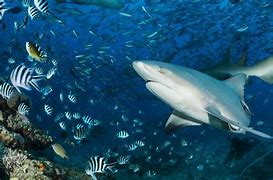 Image result for Coral Reef Shark