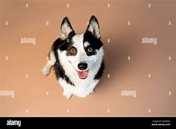 Image result for White and Tan Corgi