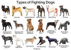 Image result for Japanese Fighting Dog Breeds