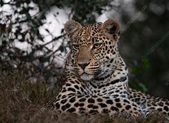 Image result for Leopard Lying