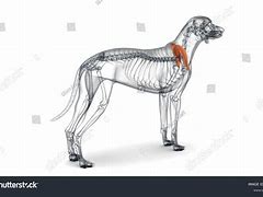 Image result for Supraspinatus Tendon Dog