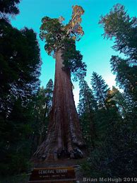 Image result for General Grant Tree Sequoia National Park