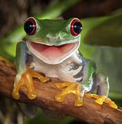 Image result for Frog Happy Weekend