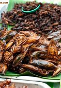 Image result for Edible Bugs Eco