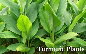 Image result for Turmeric Ginger Plant