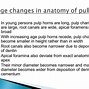 Image result for Pulp Anatomy