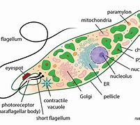 Image result for Euglena Nucleus