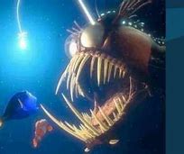 Image result for Humpback AnglerFish