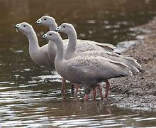 Image result for Cape Barren Geese