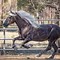 Image result for Tarleton Equestrian