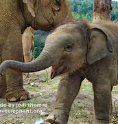 Image result for Smiling Baby Elephant