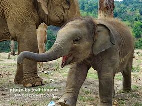 Image result for Elephant Smile Pic Smiling And