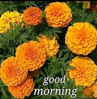 Image result for Good Morning Marigold Flowers