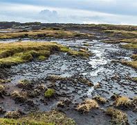 Image result for Carbon in Peat Bog