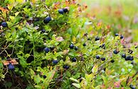 Image result for Blueberry Companion Plants