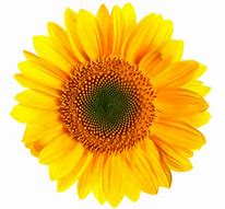 Image result for Sunflower Image Clip Art No Background