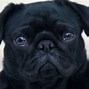 Image result for Thanksgiving Pug Black and White