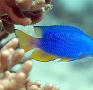 Image result for Big Tropical Fish