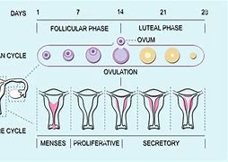 Image result for Fertilisation