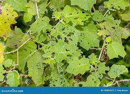 Image result for Bugs Eating Holes in Leaves