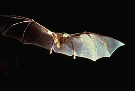 Image result for Vampire Bat Wings