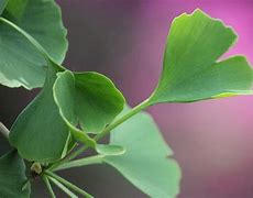 Image result for Green Leaf Tree